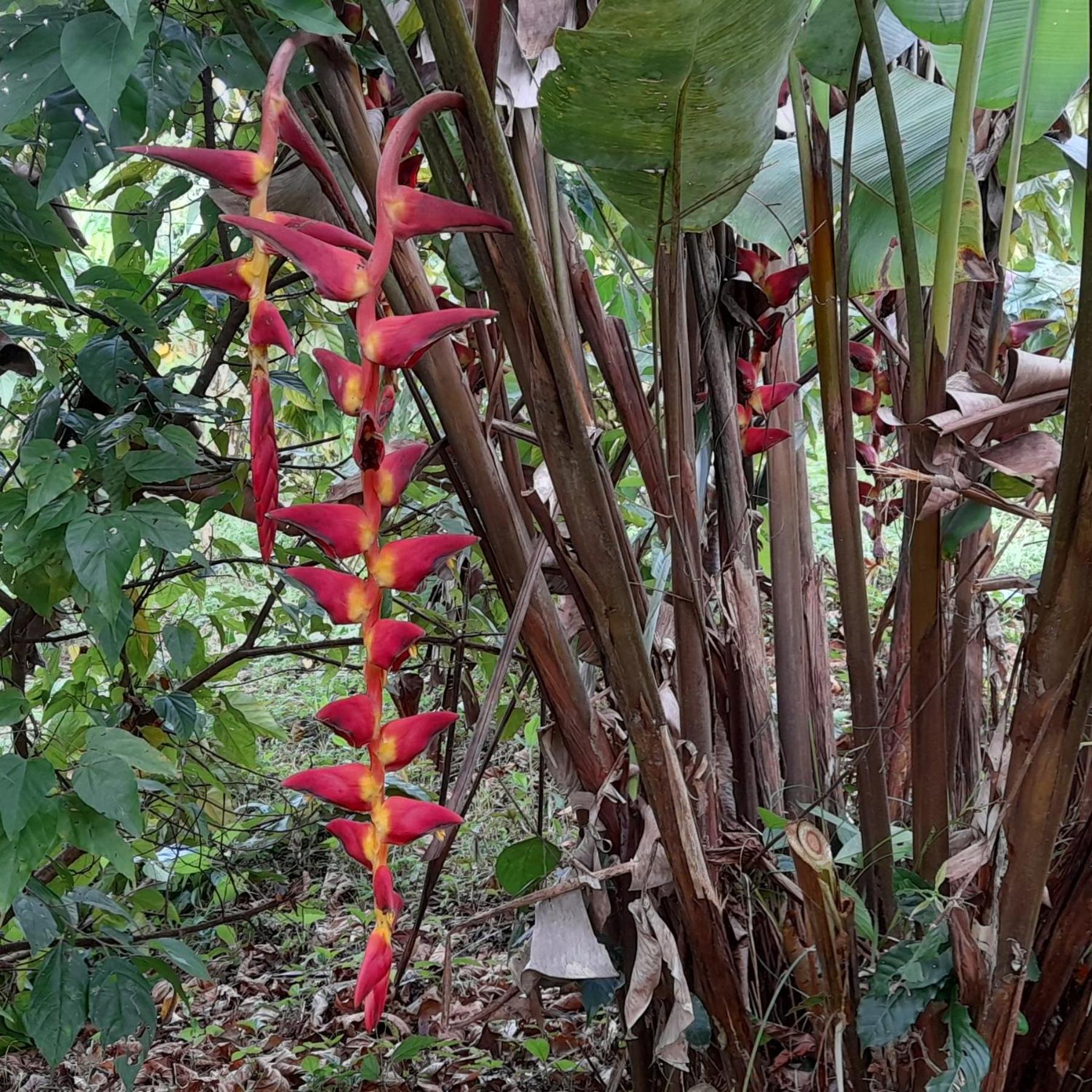 La Mariola - Finca Agroecologica El Castillo de La Concepción Buitenkant foto