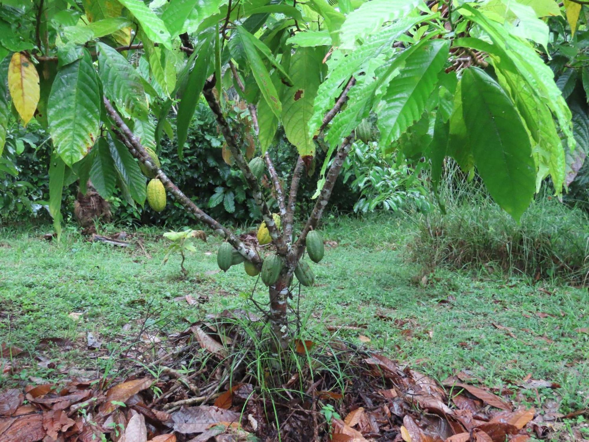 La Mariola - Finca Agroecologica El Castillo de La Concepción Buitenkant foto